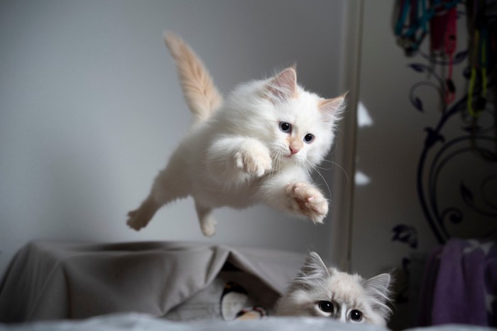 ジャンプする子猫