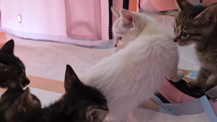 白い猫と縞模様の子猫たち