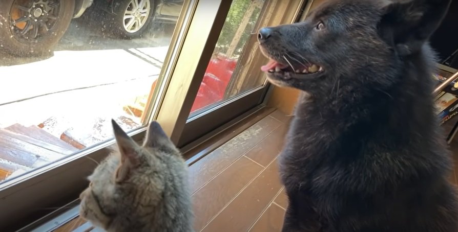 窓を見上げる猫と犬