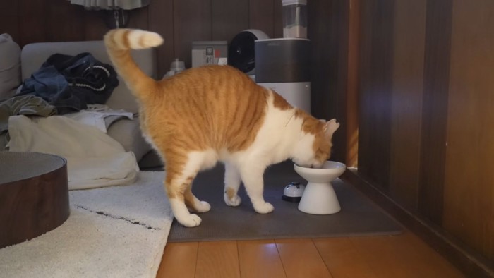 食事中の猫