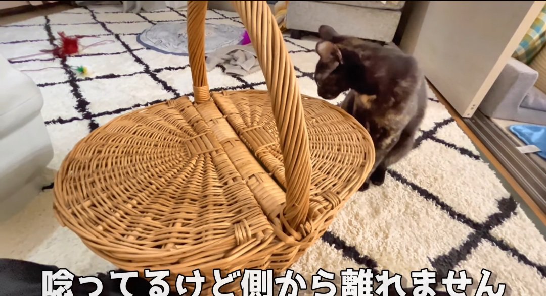 籠の前の猫