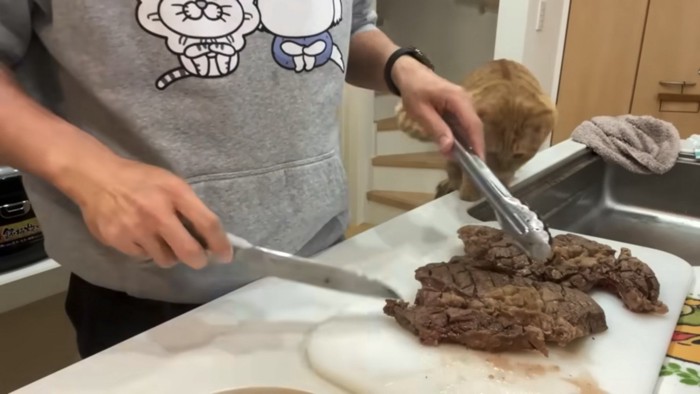 焼けたステーキが気になる猫