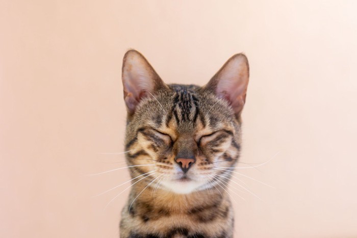 目を閉じているベンガル猫の顔