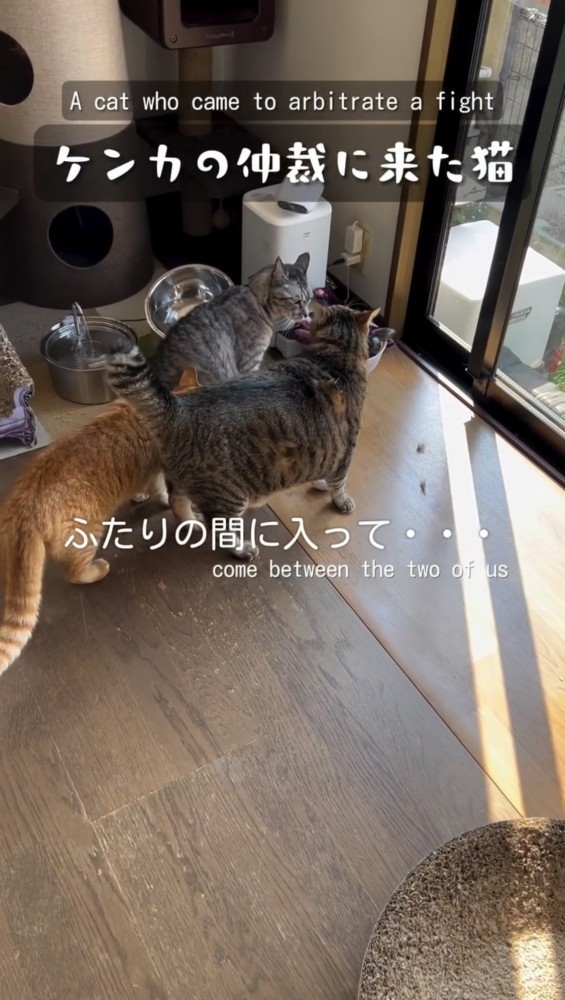 並んでいる3匹の猫