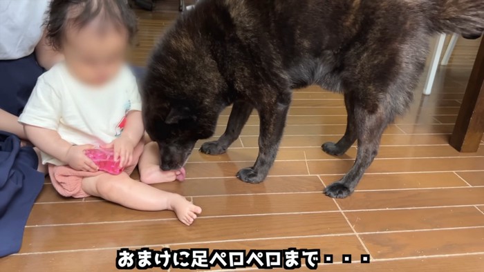 赤ちゃんの足をなめる犬