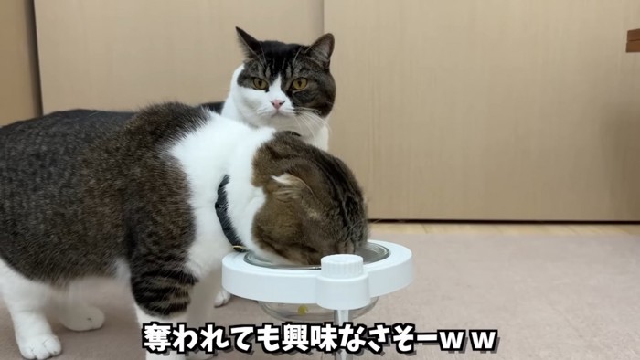 食事中の猫と後ろに座っている猫