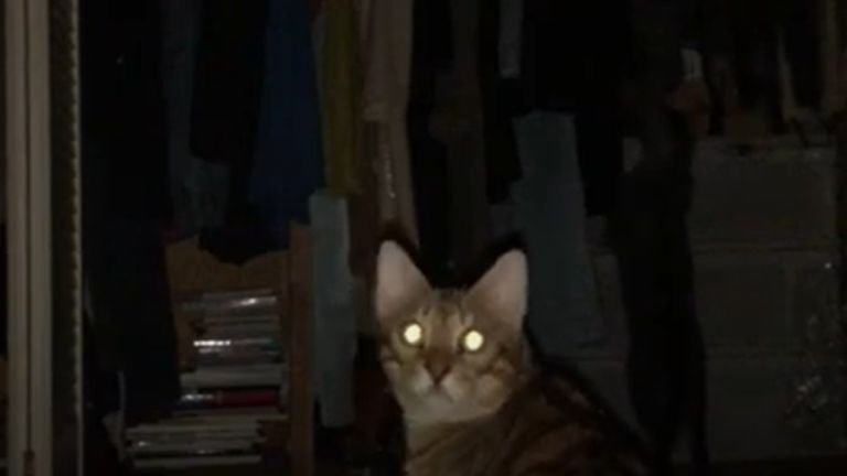 暗闇にいる猫たち