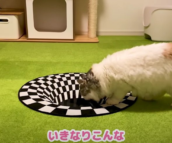 落とし穴の匂いを嗅ぐ猫