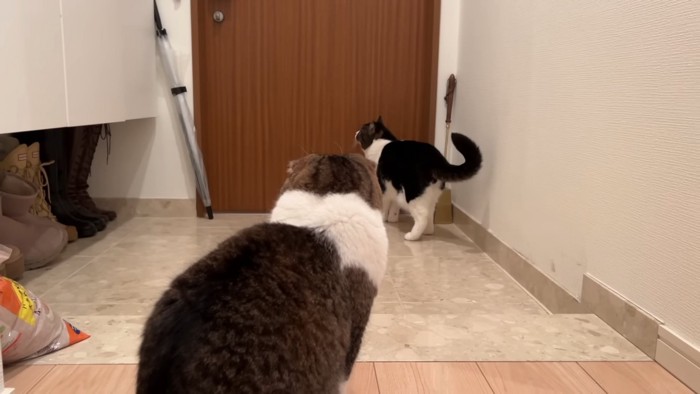 玄関のドアを見る2匹の猫