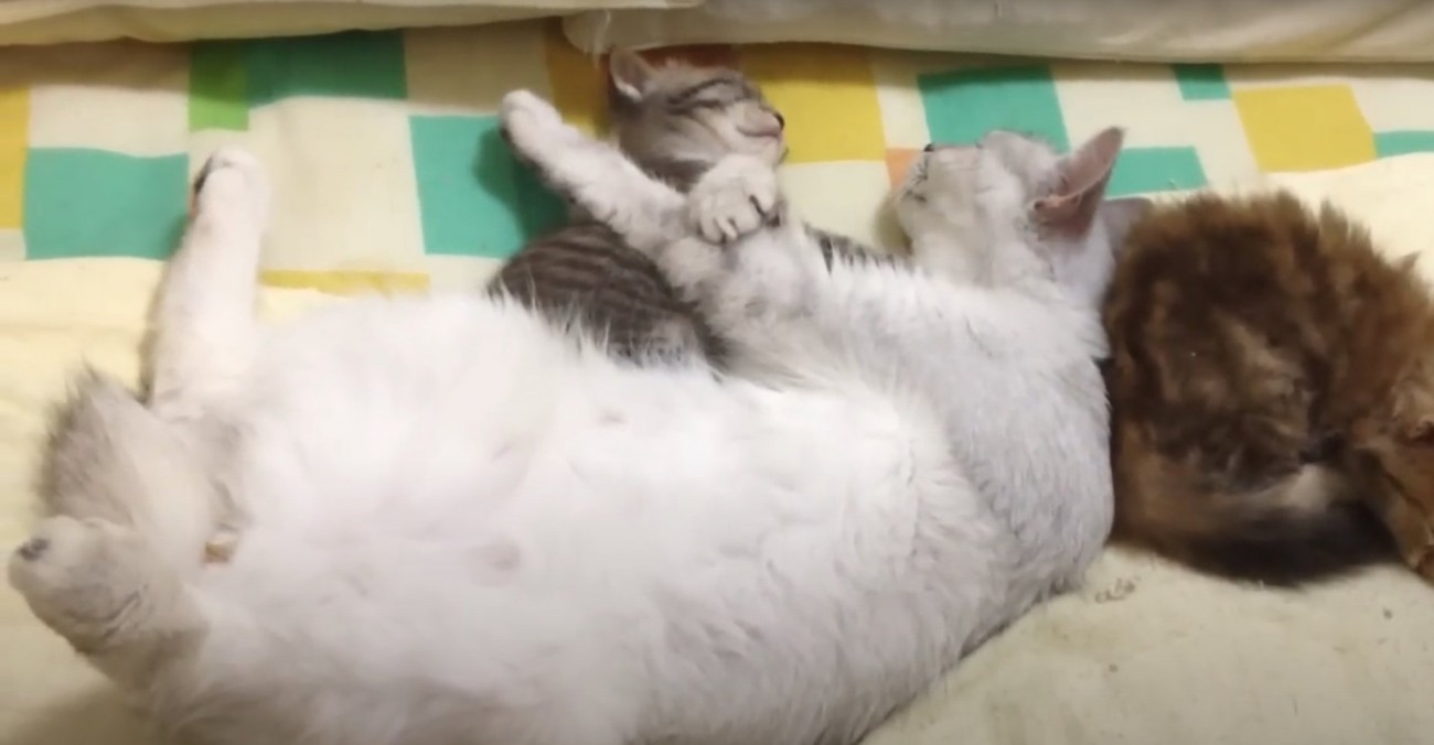 白い母猫のそばで眠りながら伸びをする子猫