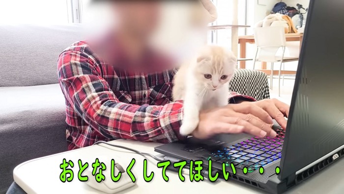 パソコンに乗ろうとする子猫