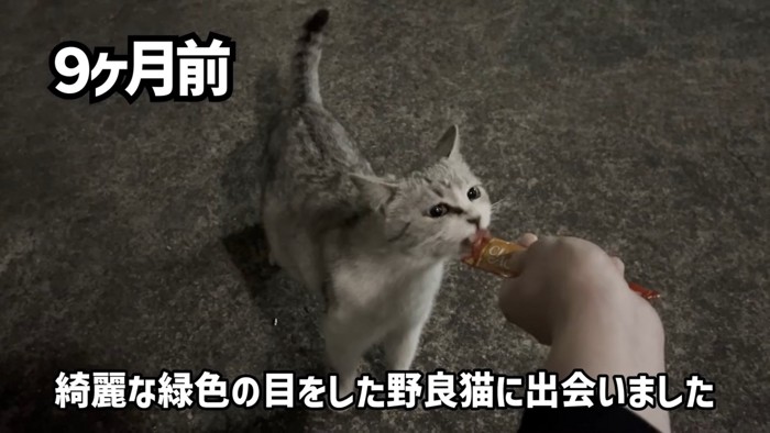 おやつをもらう野良猫