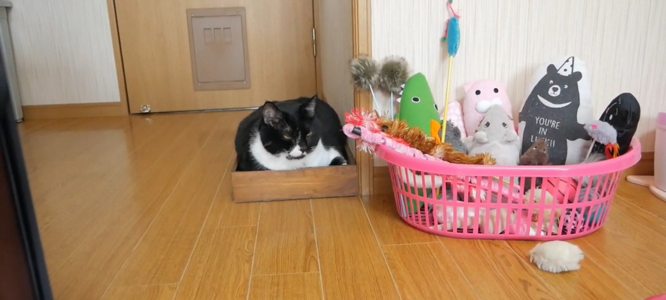 おもちゃ箱の外に出ているおもちゃを見つめる猫