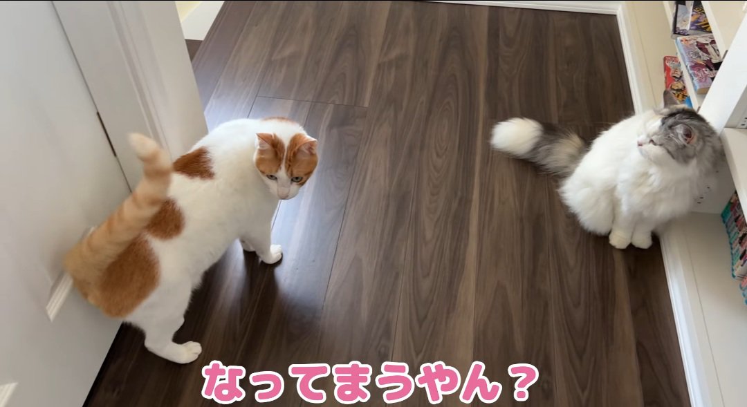 見つめる猫