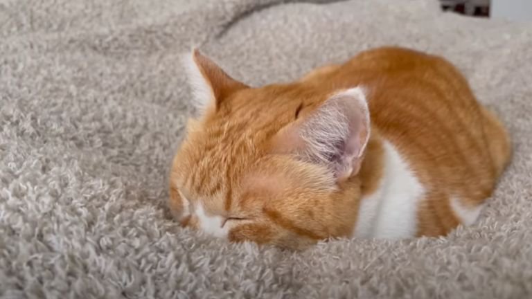 ベッドで眠っている猫