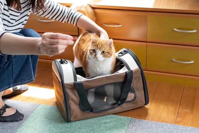 ソフトタイプのバッグに入る猫
