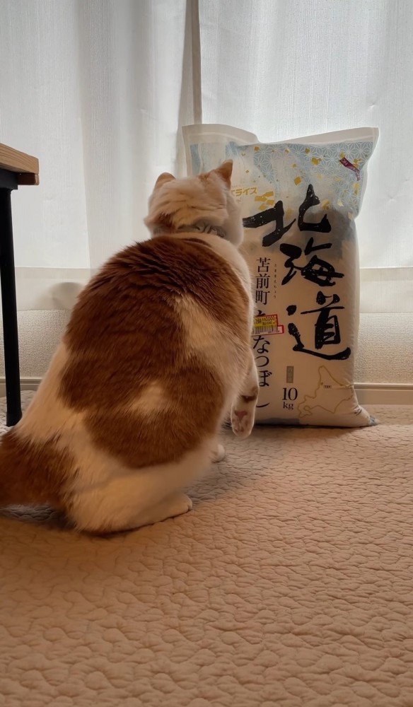米袋と向き合う猫