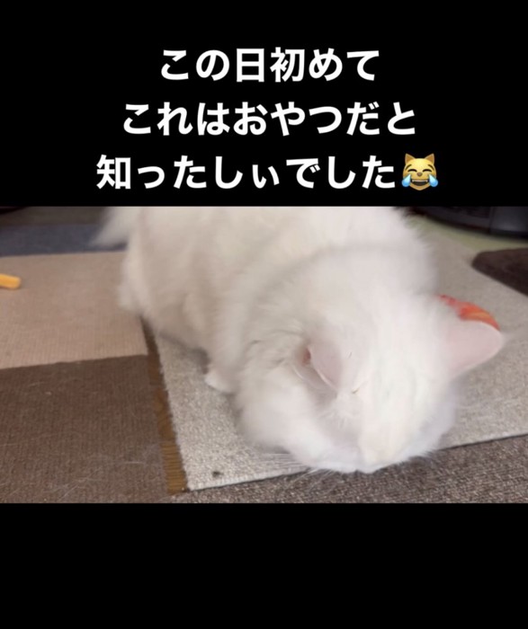 おやつを食べる白猫