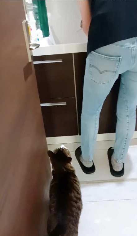 猫を洗う飼い主さんを見る猫