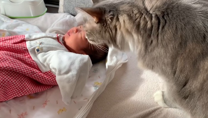 赤ちゃんを嗅ぐ猫