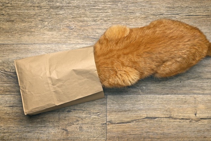 紙袋に頭だけ入れる猫