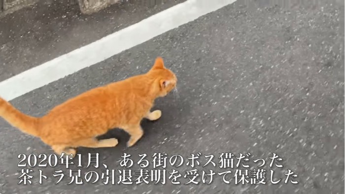 道路を歩く猫