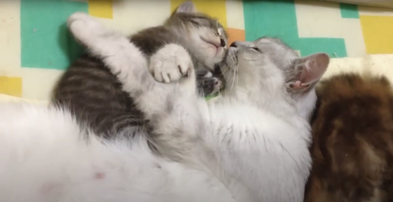 子猫の上で左腕を伸ばして眠る白い母猫