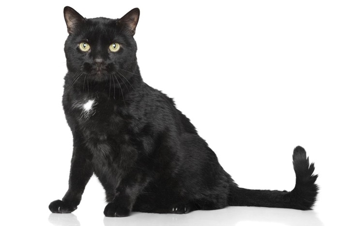 胸元に白い毛を持つ持つ黒猫