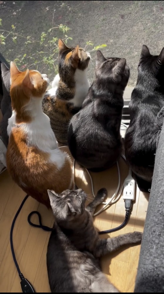 外を眺める大勢の猫