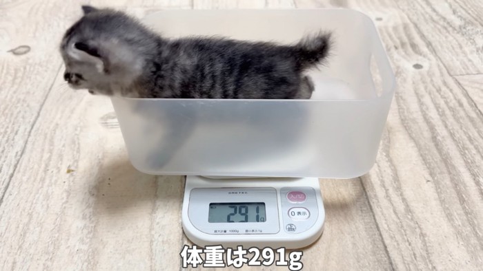 体重を測る子猫