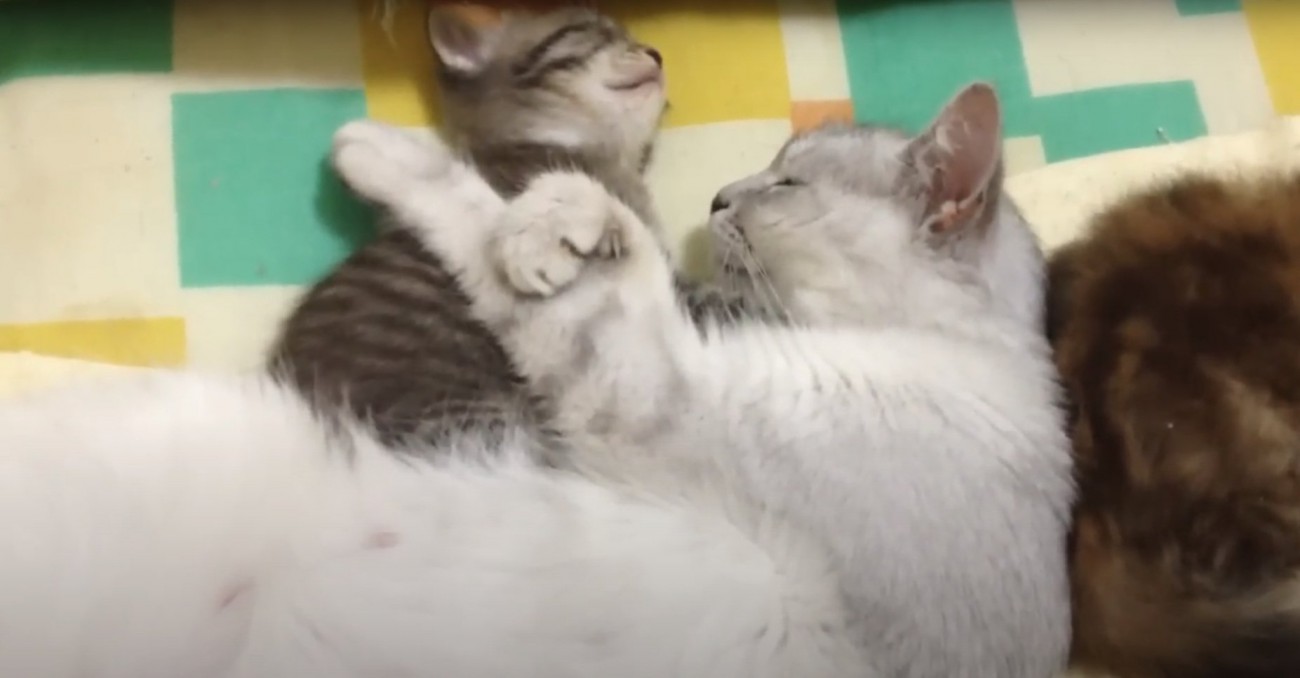 子猫に両腕を乗せて眠る白い母猫のアップ