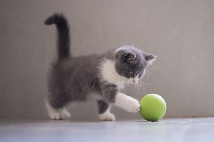 ボールで遊ぶ子猫
