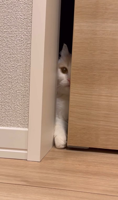 隙間が狭くなったドアから見つめる猫