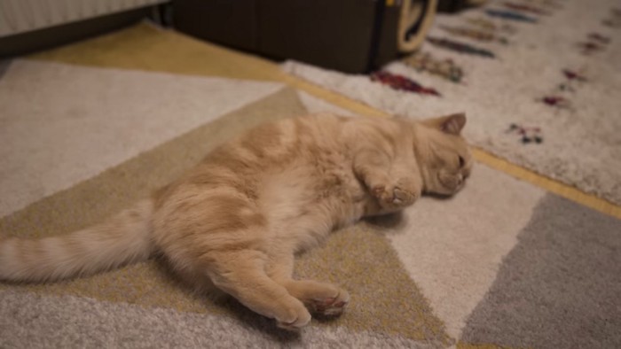 絨毯の上で横になる猫