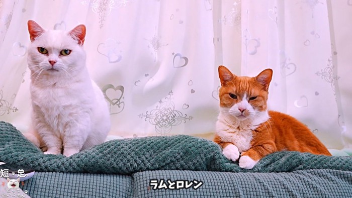 座っている2匹の猫