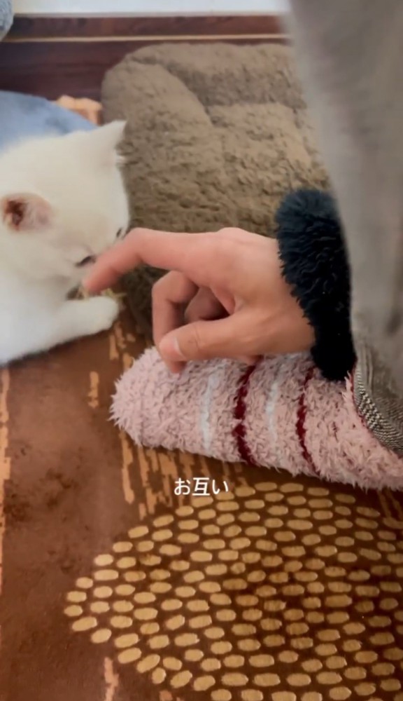 足元の子猫を触る女性