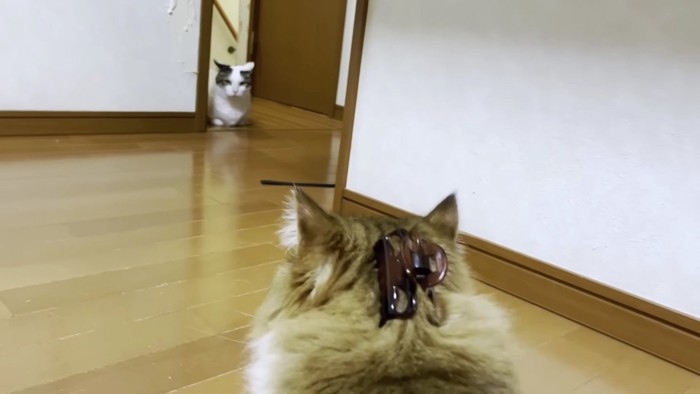 長毛猫のクリップ付き後頭部