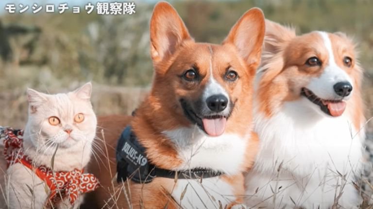 草むらにいる猫と犬