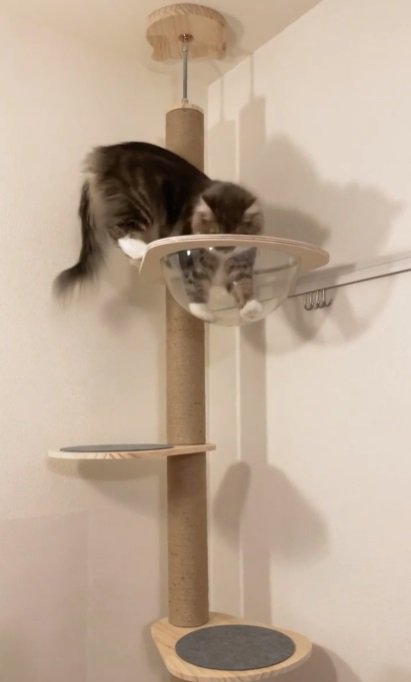 上に乗る猫