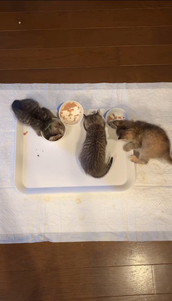 ごはんを食べる2匹の子猫と逆向きの子猫