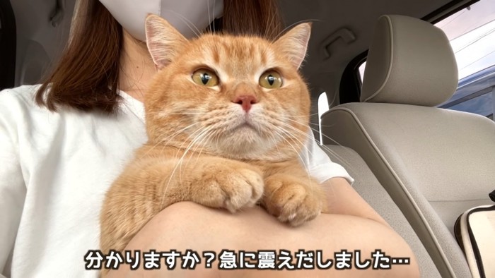 抱っこされて前を見る猫