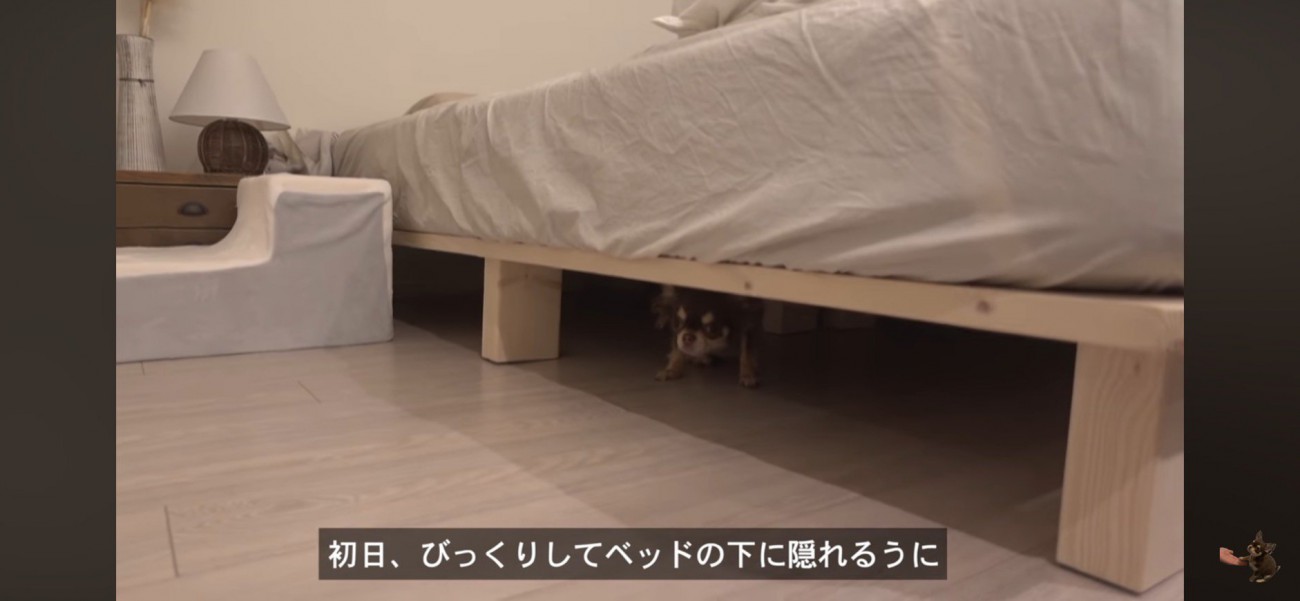 ベッドの下に逃げ込む犬