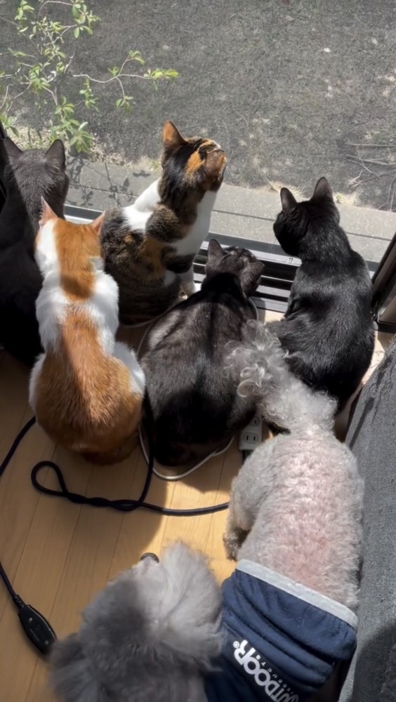 外を眺める大勢の猫と犬
