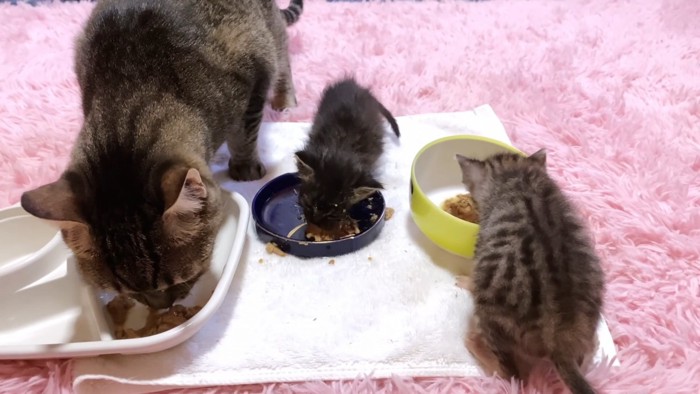 食事中の3匹の猫