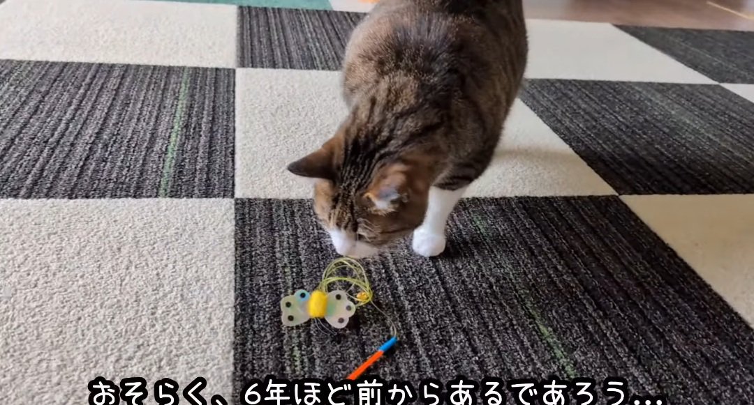 オモチャに近づく猫