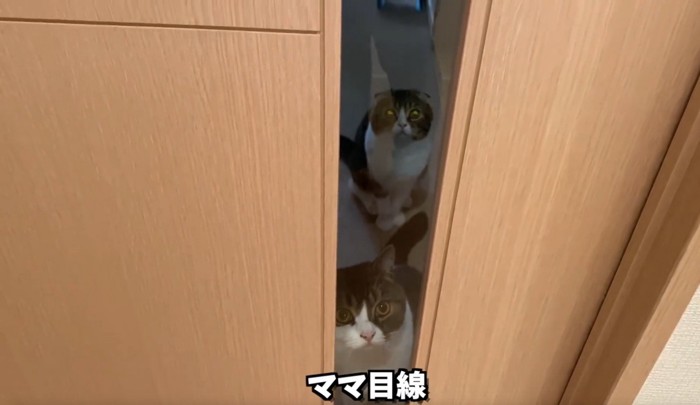 ドア越しに見つめる猫2匹