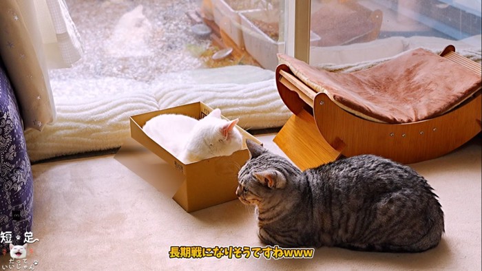 箱の中の白猫と隣に座る縞模様の猫