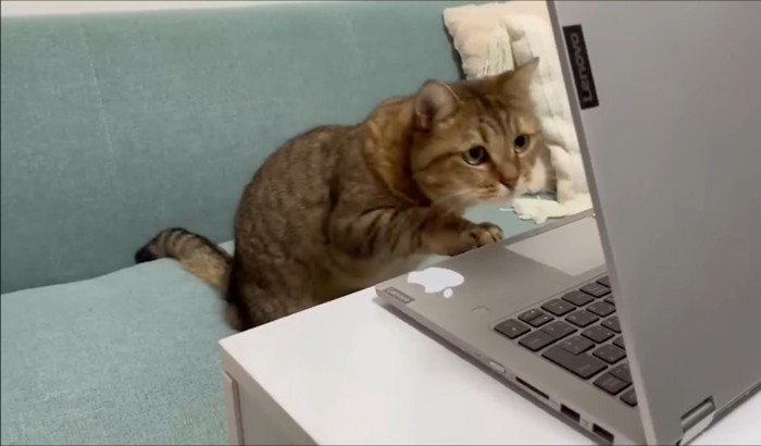 パソコンの画面に身を乗り出す猫