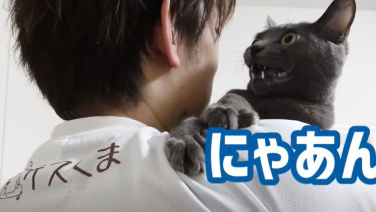 抱っこされている猫