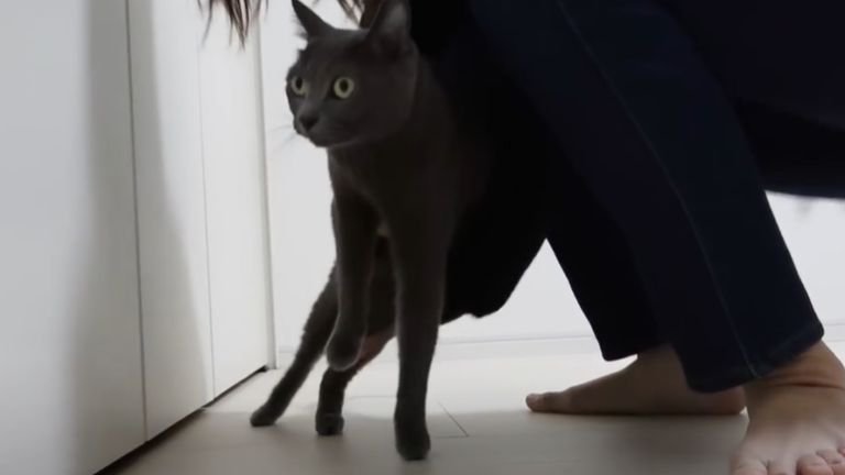 抱き上げられる猫